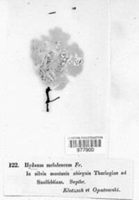 Phellodon melaleucus image